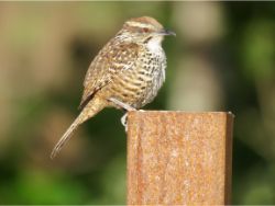 Spotted Wren